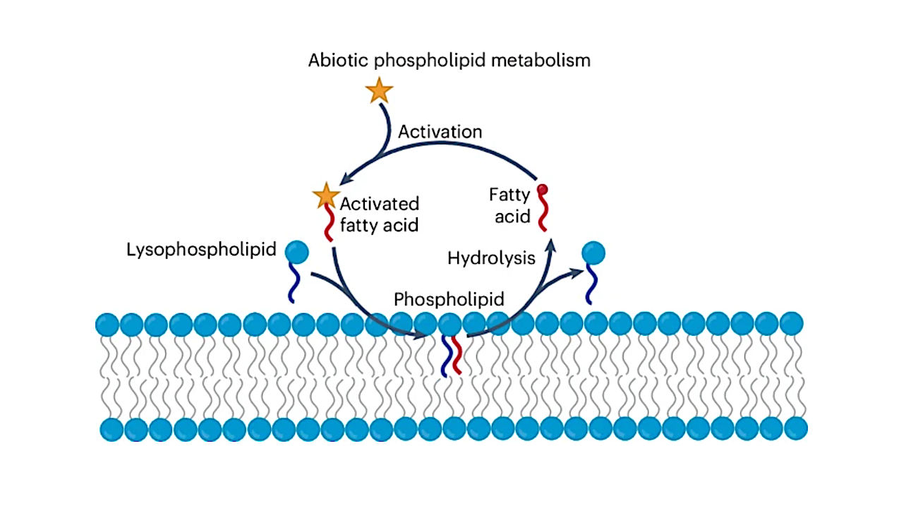 On The Origins Of Life: Recreating Cellular Metabolism