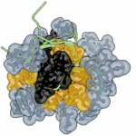 One Billion-year-old Rules Of Protein Stability Revealed