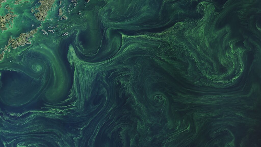 Orbital Biosignature Survey: Brilliant Phytoplankton Bloom In The Baltic Sea