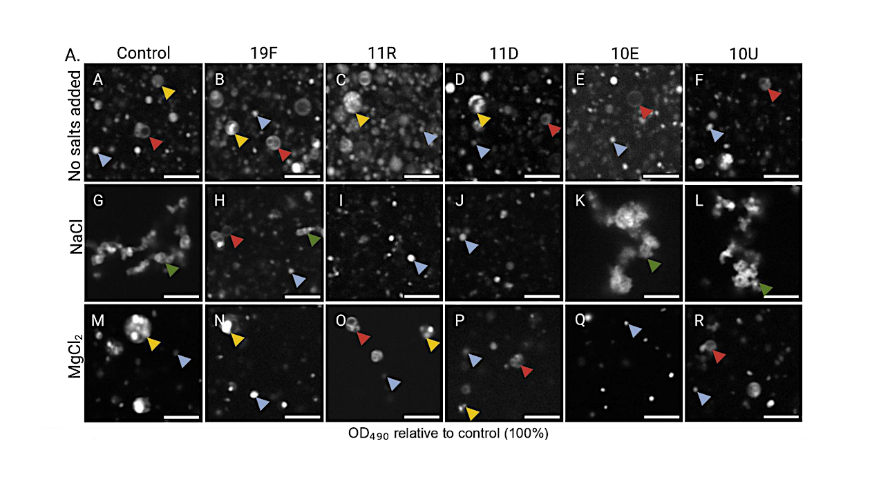 Peptides At Vesicle And Mineral Prebiotic Interfaces