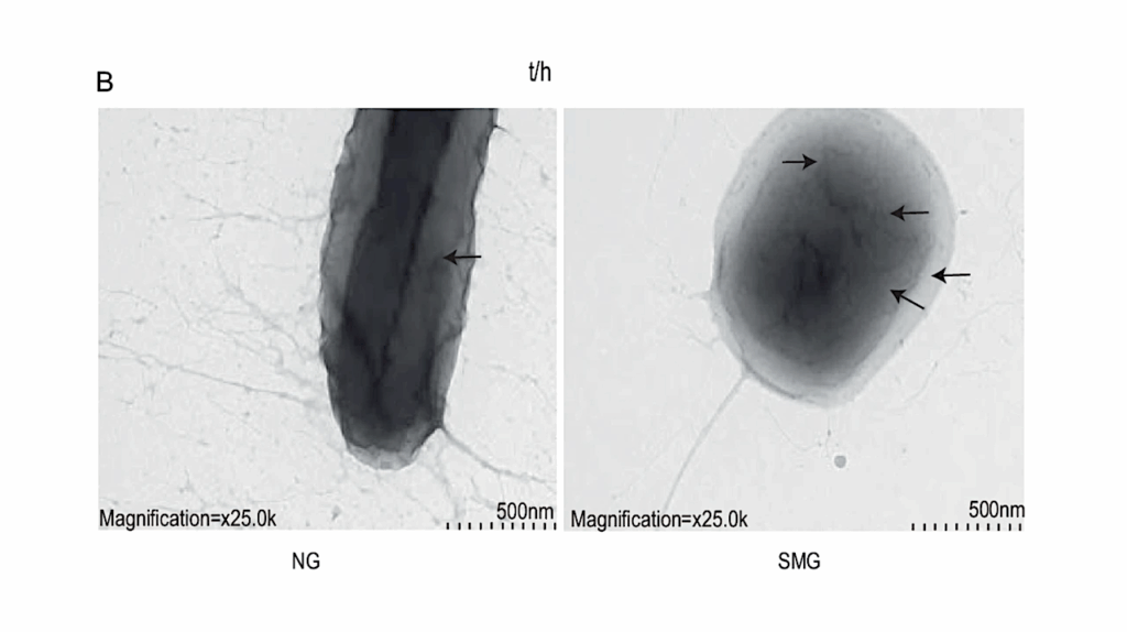 Phenotypic, Transcriptomic and Metabolomic Changes In Klebsiella pneumoniae After Long Term Exposure To Simulated Microgravity