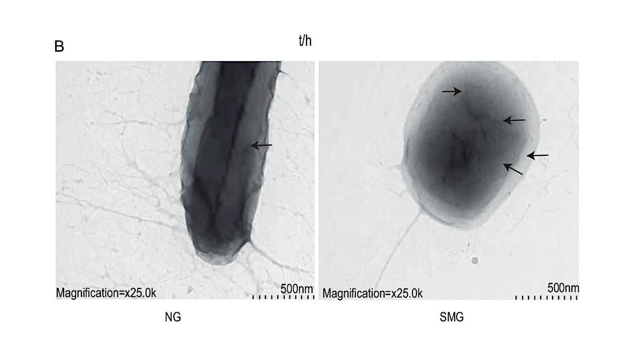 Phenotypic, Transcriptomic and Metabolomic Changes In Klebsiella pneumoniae After Long Term Exposure To Simulated Microgravity