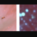 Possible Proplyd Disk Discovered In Rubin Observatory’s First-Look Image