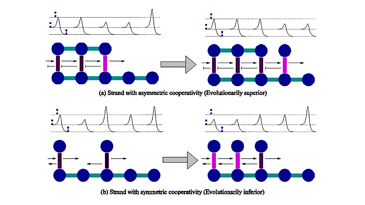 Prebiotic Competition And Evolution In Self-replicating Polynucleotides Can Explain The Properties Of DNA/RNA In Modern Living Systems