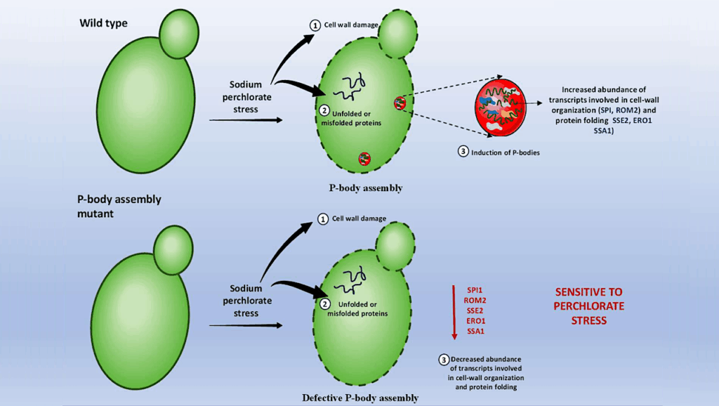 Ribonucleoprotein (RNP) Condensates Modulate Survival In Response To Mars-like Stress Conditions