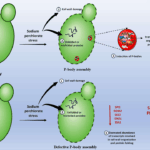 Ribonucleoprotein (RNP) Condensates Modulate Survival In Response To Mars-like Stress Conditions