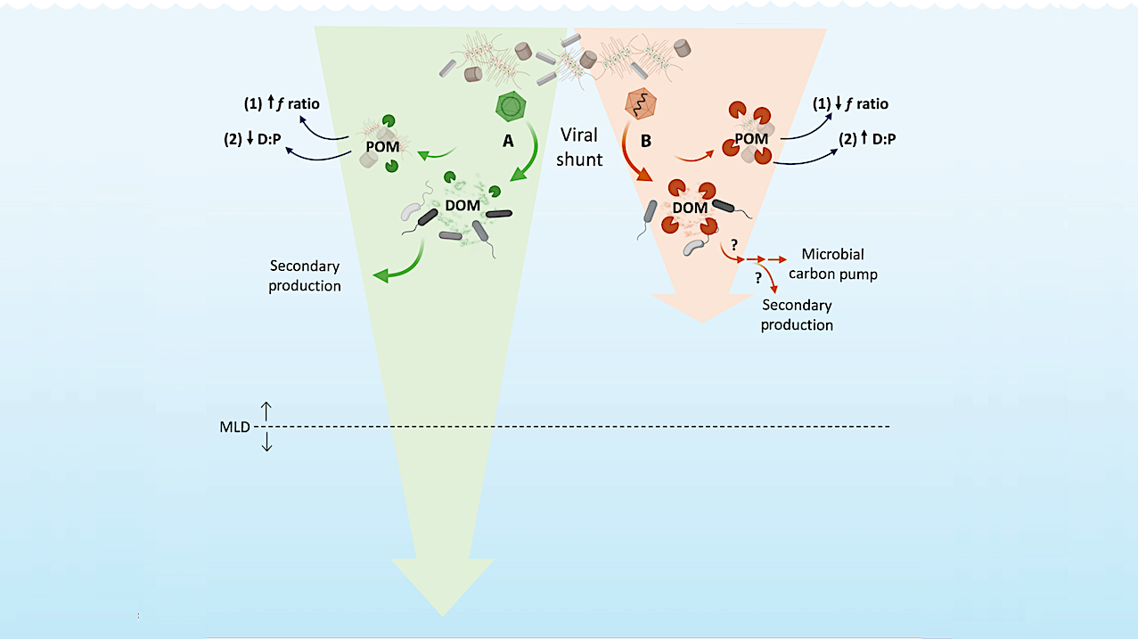 RNA Viruses May Differentially Shape Carbon Recycling In The Ocean
