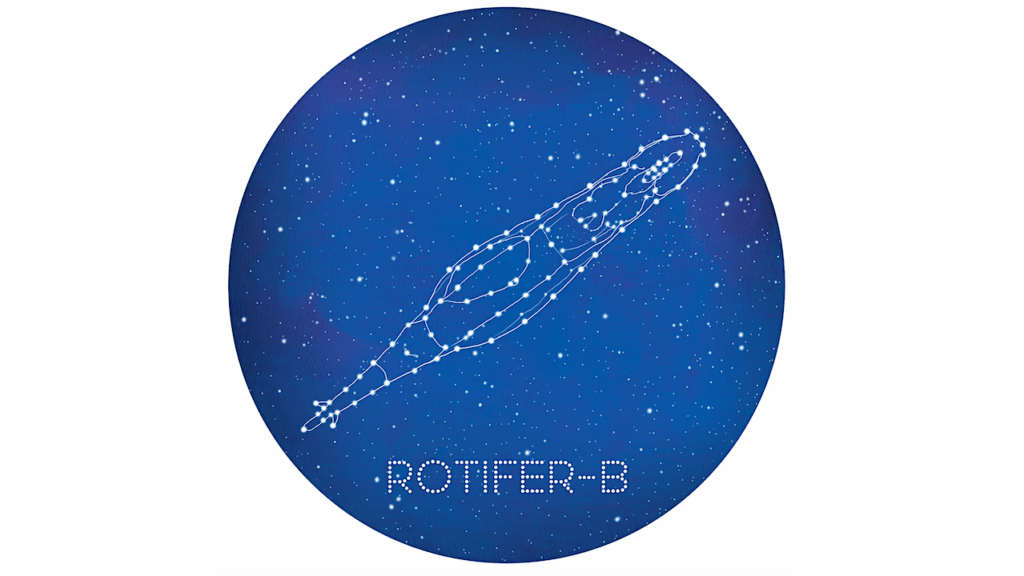 Rotifers In Space: Transcriptomic Response Of The Bdelloid Rotifer Adineta vaga Aboard The International Space Station