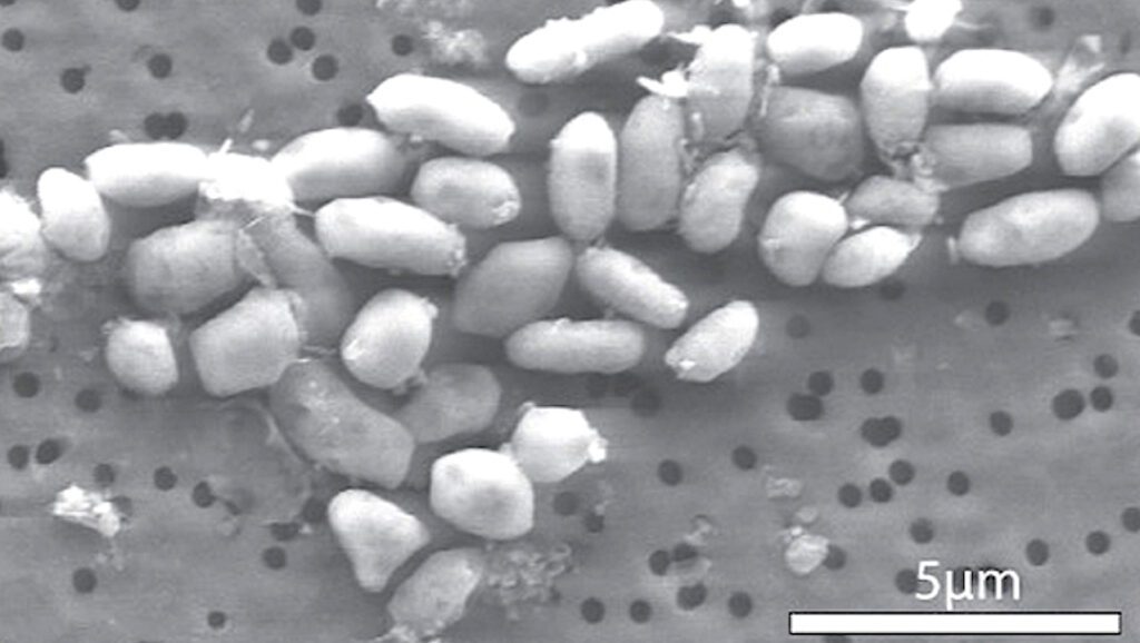 Science Magazine Retracts NASA Astrobiology Paper – But Only After 15 years
