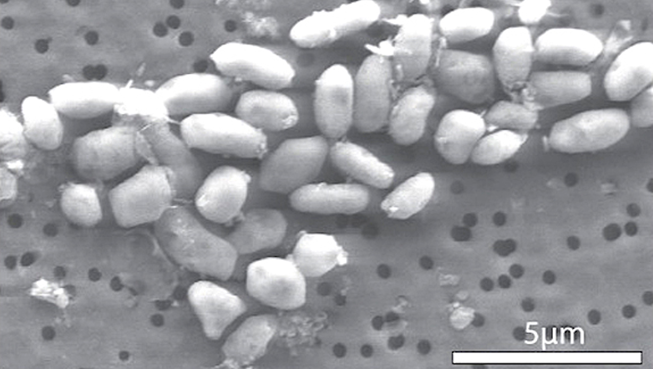 Science Magazine Retracts NASA Astrobiology Paper – But Only After 15 years