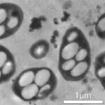 Scientists behind controversial 2010 arsenic-based life study clap back as paper gets pulled: 'We do not support this retraction'