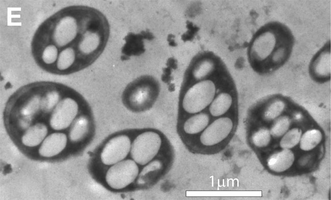 Scientists behind controversial 2010 arsenic-based life study clap back as paper gets pulled: 'We do not support this retraction'
