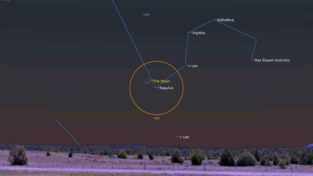 See a razor-thin moon shine close to Regulus in the evening sky tonight