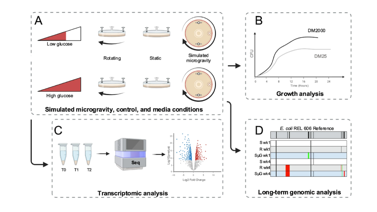 Simulated Microgravity Triggers A Membrane Adaptation To Stress In E. coli REL606