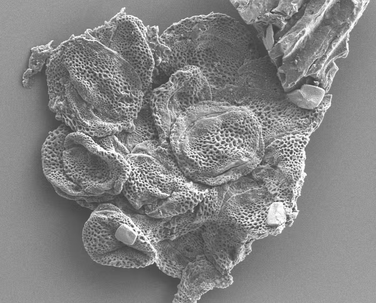 56 million years ago, Earth underwent rapid global warming. Here’s what it did to pollinators