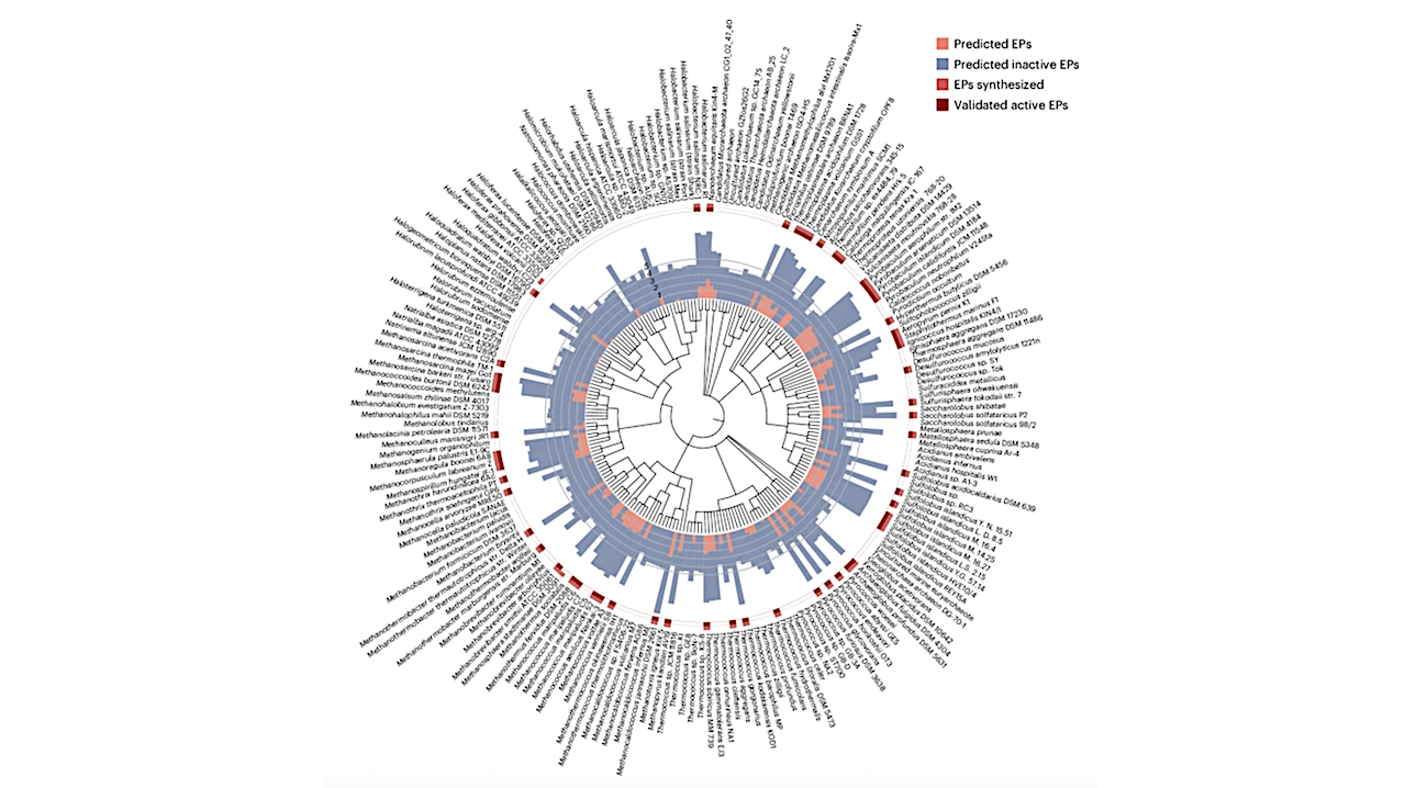 AI Uncovers New Antibiotics In Archaea Microbes