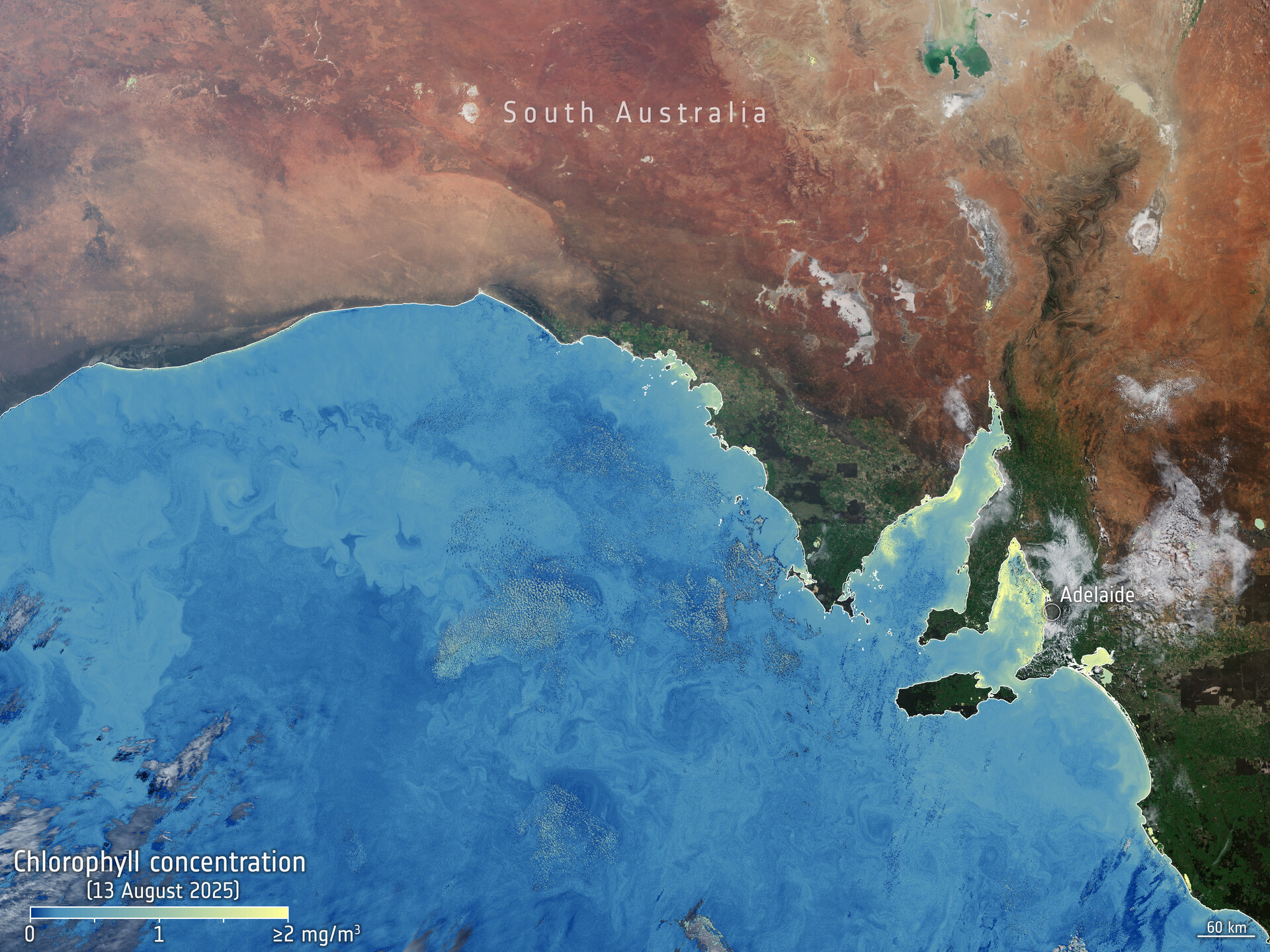 Algae bloom chlorophyll South Australia