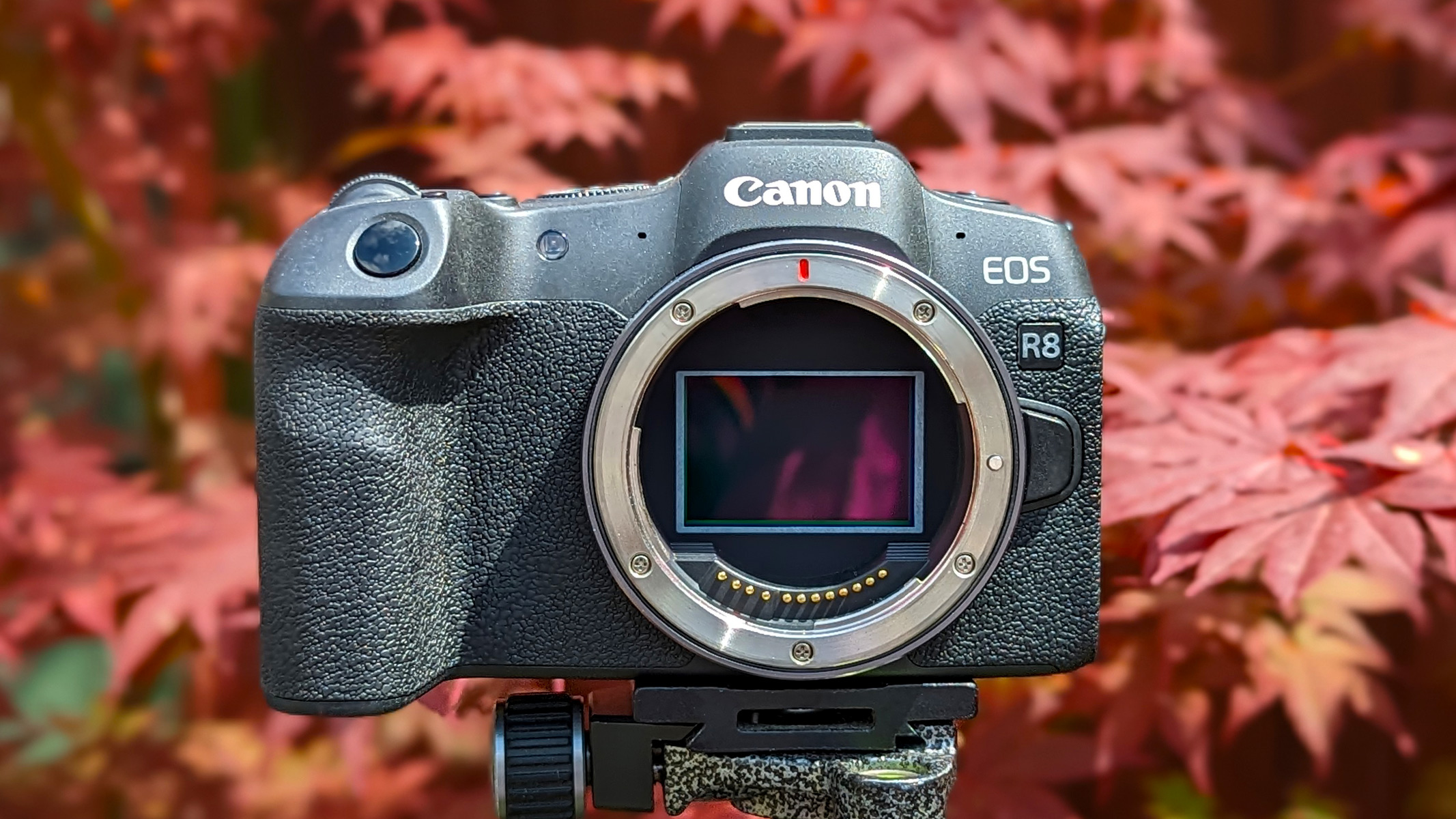 Canon's entry-level full-frame camera —now $380 cheaper ahead of the peak of the Perseid meteor shower