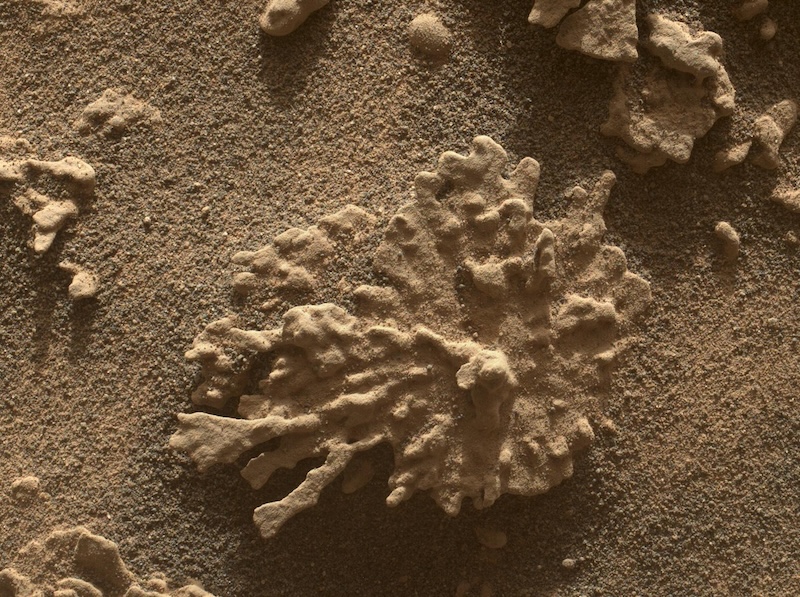 Corals on Mars? NASA rover finds more remarkably weird rocks