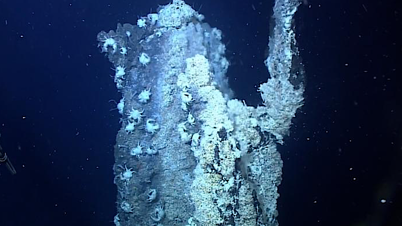 Extremophile Adaptation: How A Deep Sea Worm Survives High Arsenic And Sulfide Levels