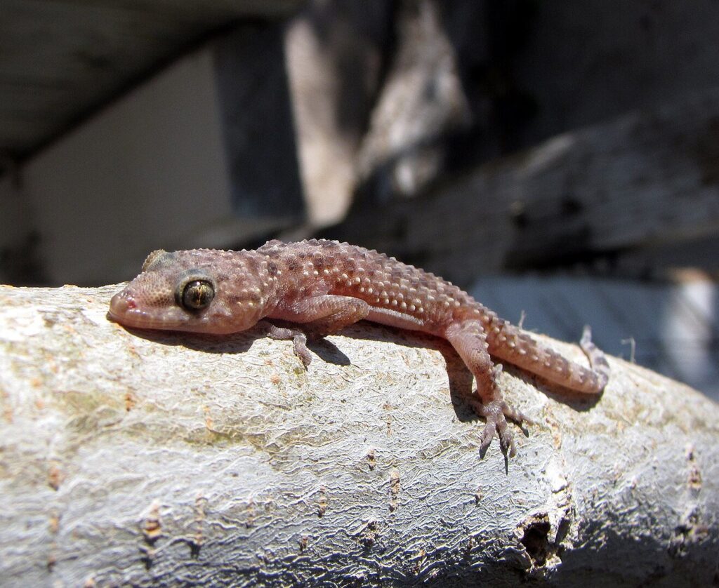 How Gecko Feet Could Save Space Travel