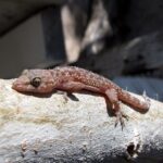 How Gecko Feet Could Save Space Travel