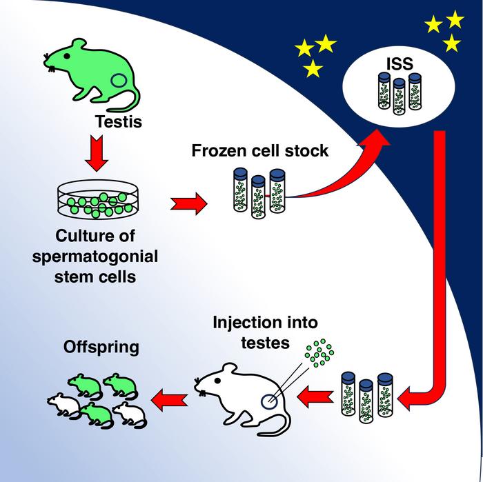 Making babies beyond Earth? Spaceflight may not hinder sperm production, mouse study suggests