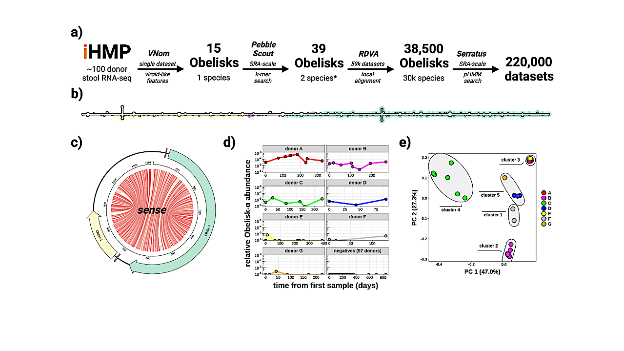Obelisks: Newly-Discovered Viroid-like Colonists Of Human Microbiomes