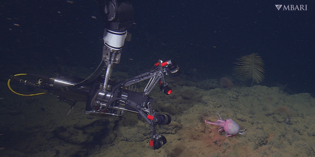 Ocean Planet Exploration: MBARI Researchers Deploy New Imaging System To Study The Movement Of Deep-sea Octopus