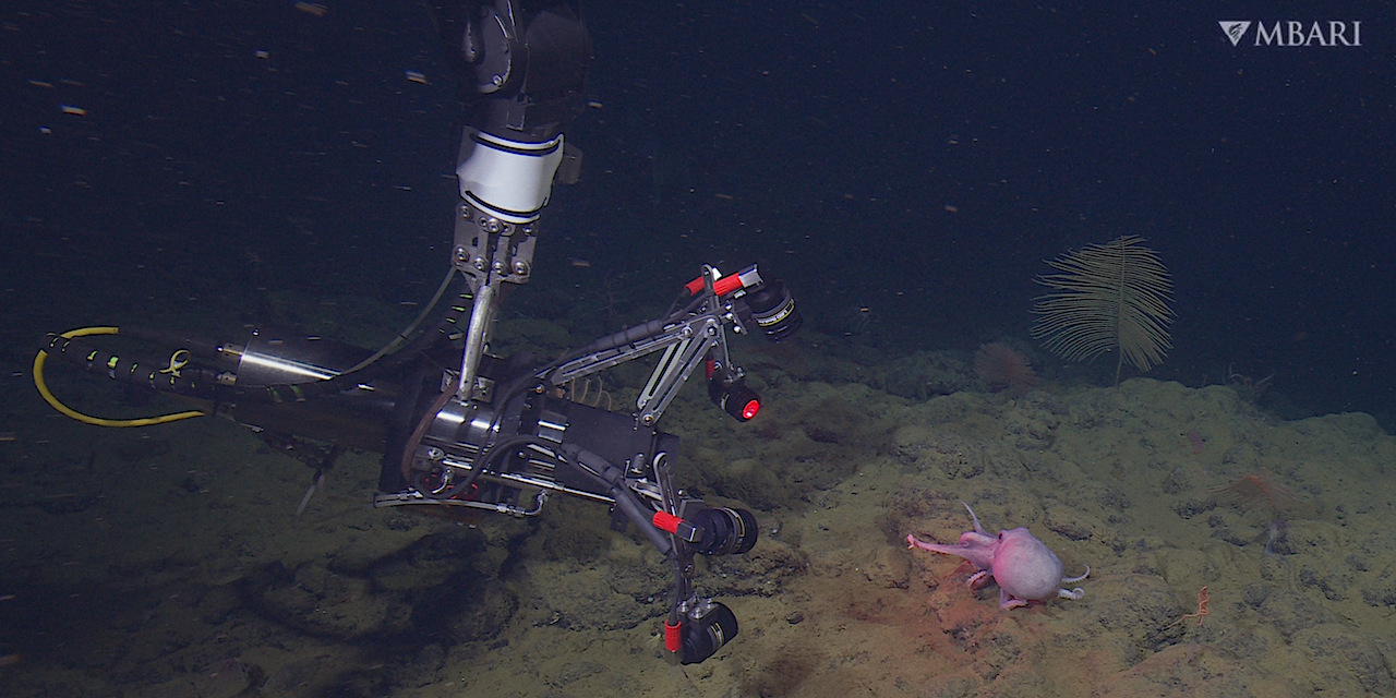 Ocean Planet Exploration: MBARI Researchers Deploy New Imaging System To Study The Movement Of Deep-sea Octopus