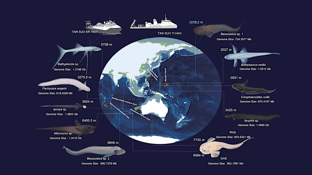 Revealing The Evolutionary Marvels In Earth’s Deepest Oceans