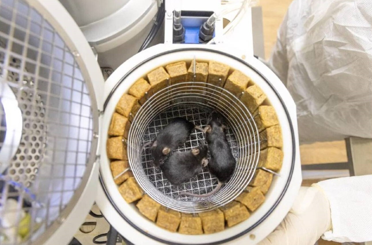 Russia to launch 75 mice, 1,000 fruit flies on Aug. 20 to study spaceflight effects