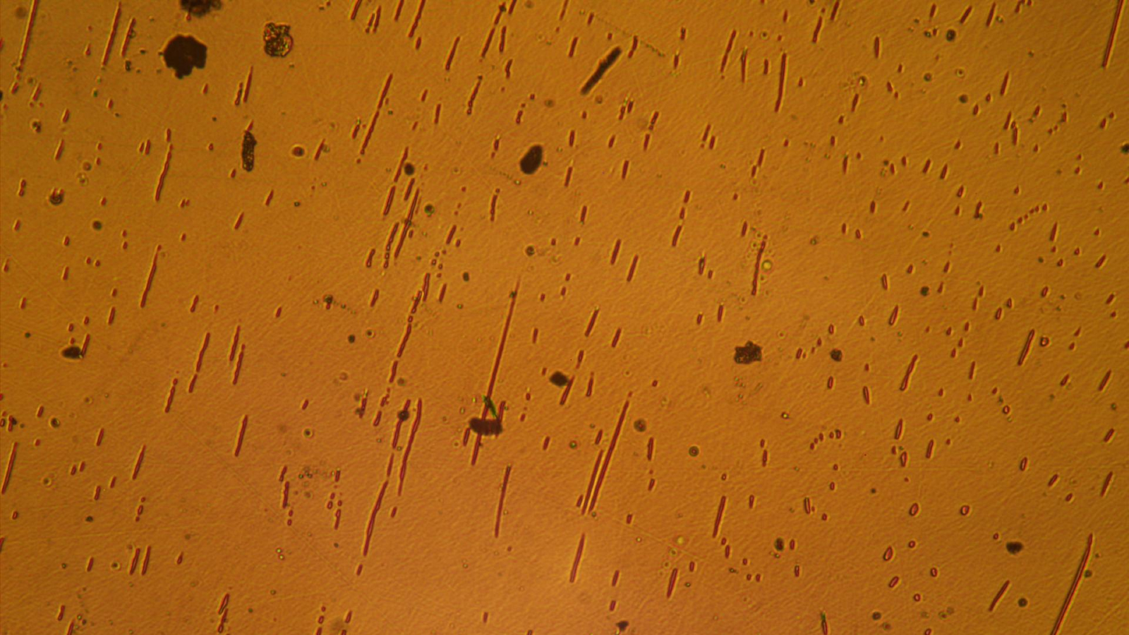 Semiconductor wafer on ISS goes under the microscope | Space photo of the day for Aug. 20, 2025