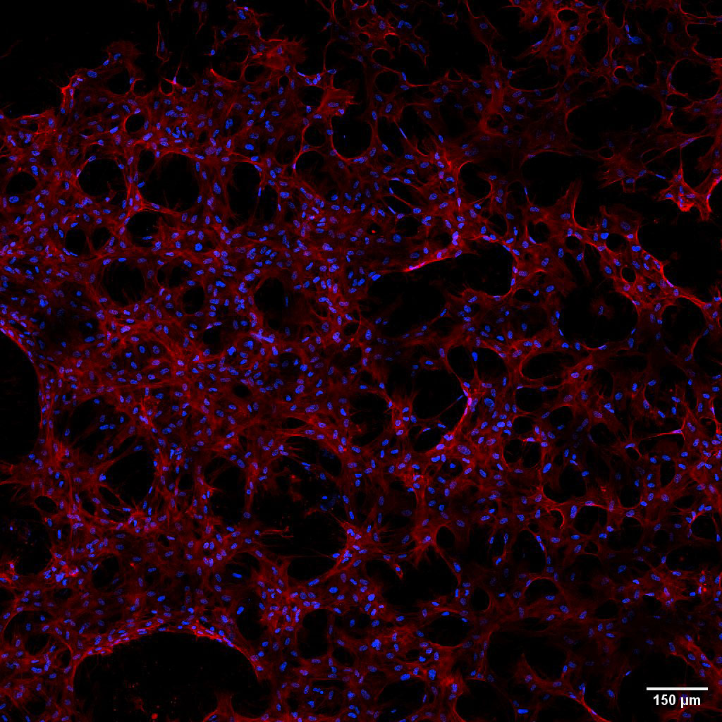 Space Station Cell Studies