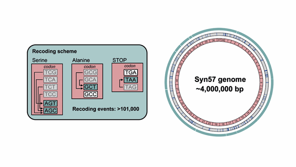 Synthetic Biology: Syn57 Represents A New Chapter In The Genetic Code Of Life