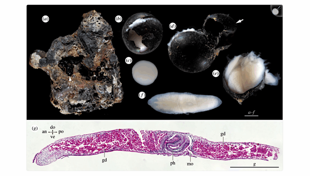 Extreme Earth Life: Flatworm Cocoons Discovered In Abyssal Depths Of Over 6,000 Meters
