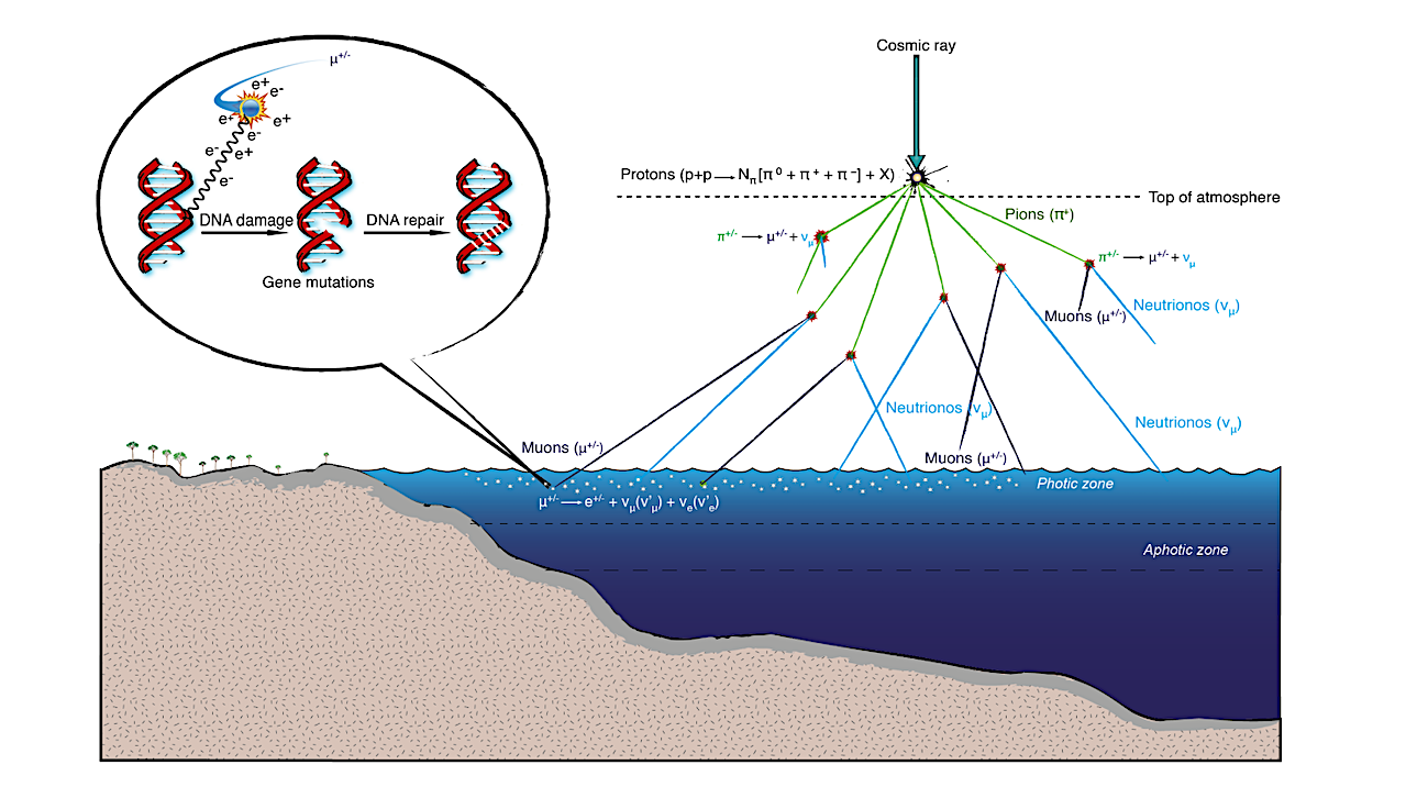 Galactic Forcing Increases Origination Of Marine Microplankton