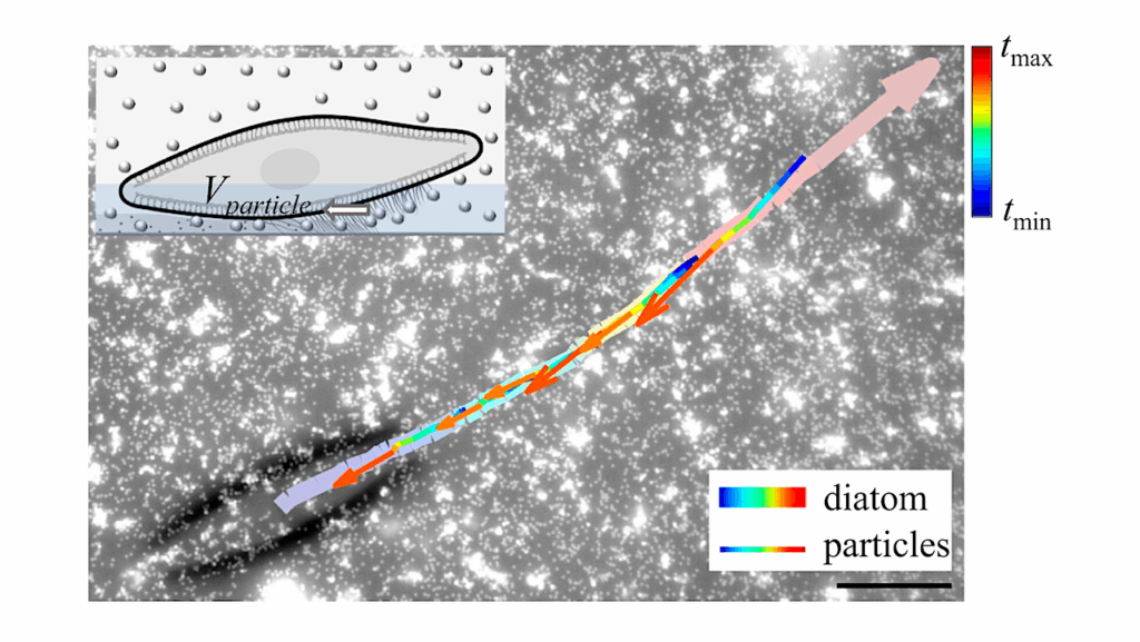 Ice Gliding Diatoms Establish Record-low Temperature Limits For Motility In A Eukaryotic Cell