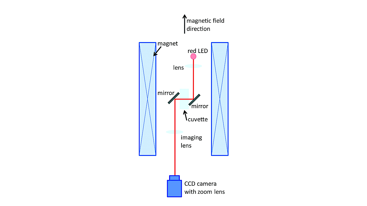 Impact of a High Magnetic Field on the Orientation of Gravitactic Unicellular Organisms