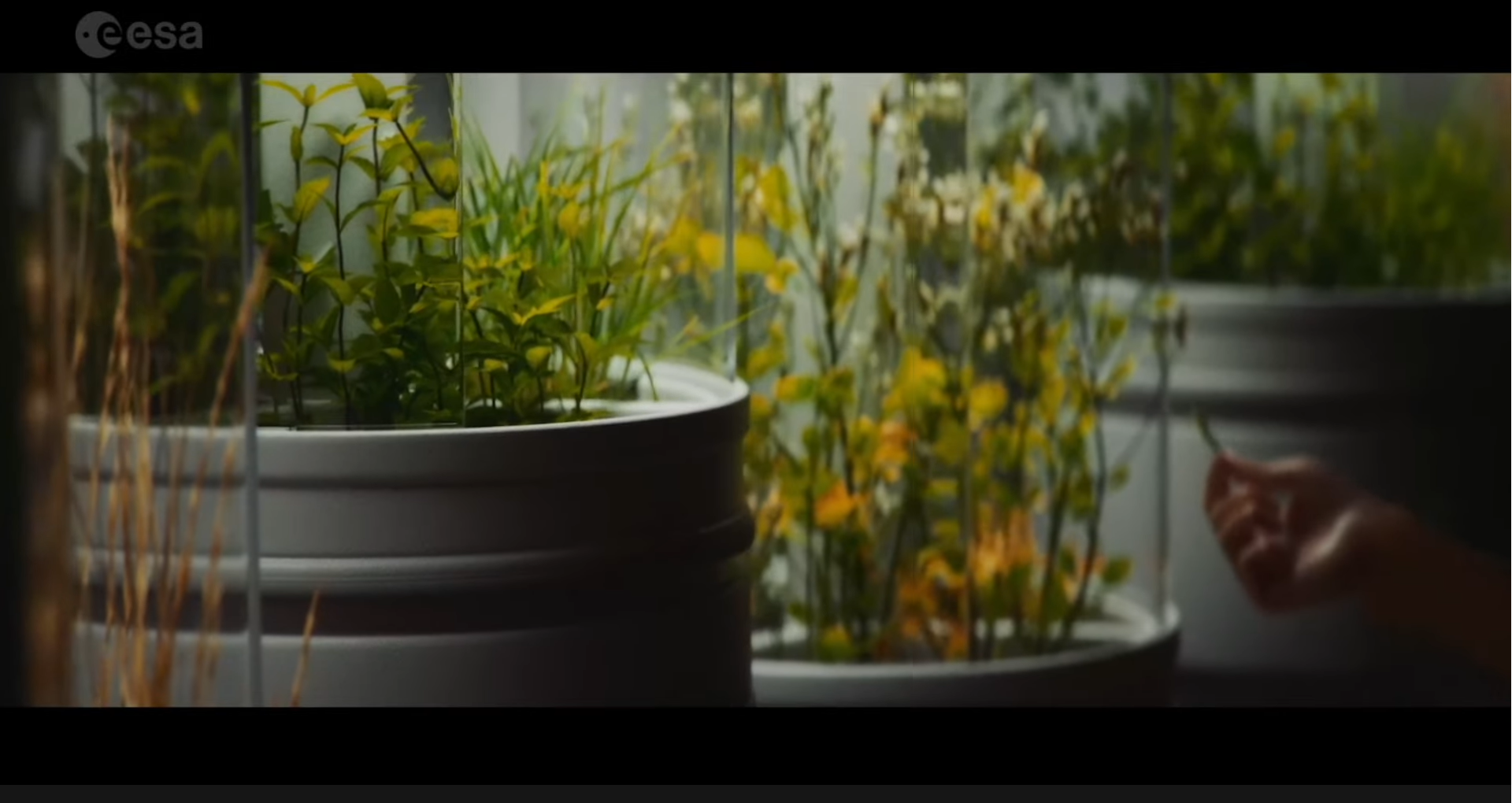 Lunar Astronauts Could Grow Their Own Tea