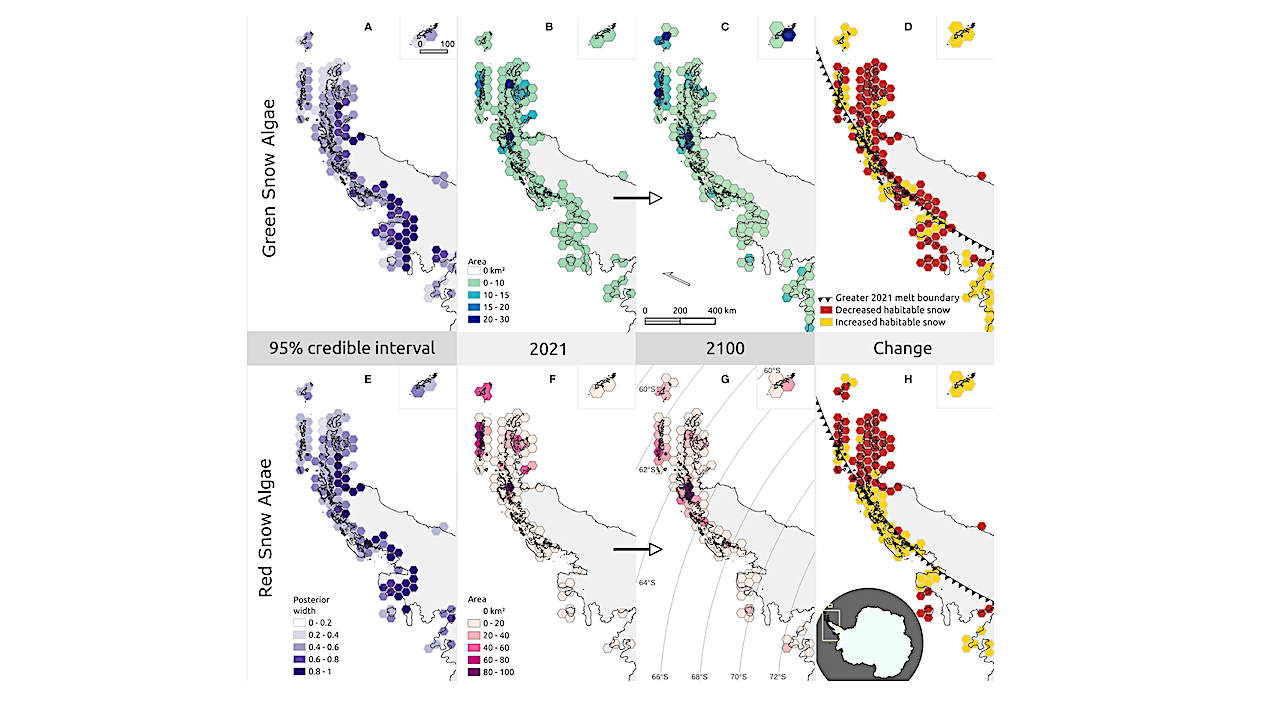 Modelling Snow Algal Habitat Suitability And Ecology Under Extreme Weather Events On The Antarctic Peninsula