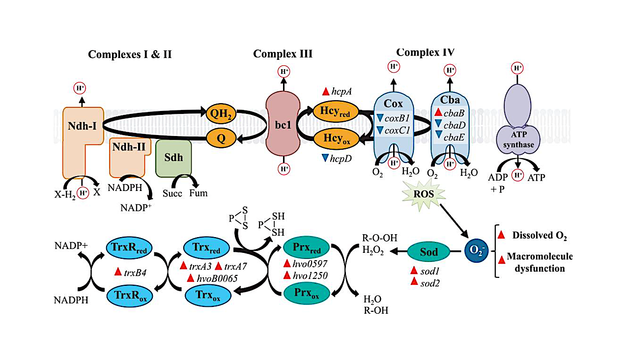 Molecular Adaptations Specific To Extreme Halophilic Archaea Could Promote High Perchlorate Tolerance