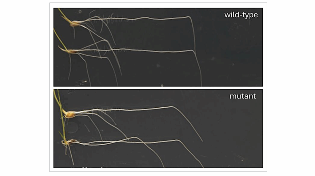 New Research Shows How Plant Roots Bend And Growth Downward Toward Gravity