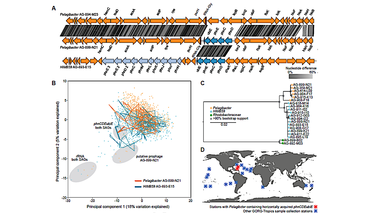 Oceanic Gene Transfer On A Planetry Scale