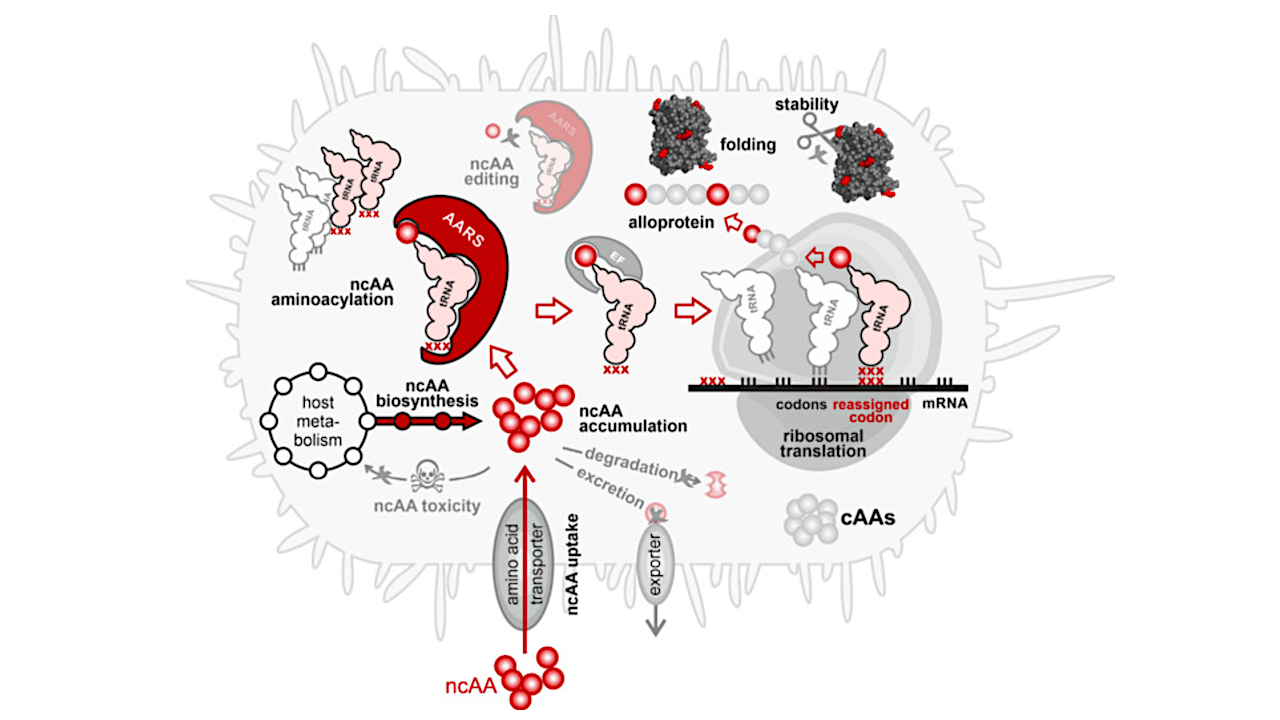 Residue-Specific Incorporation of Noncanonical Amino Acids in Auxotrophic Hosts: Quo Vadis?