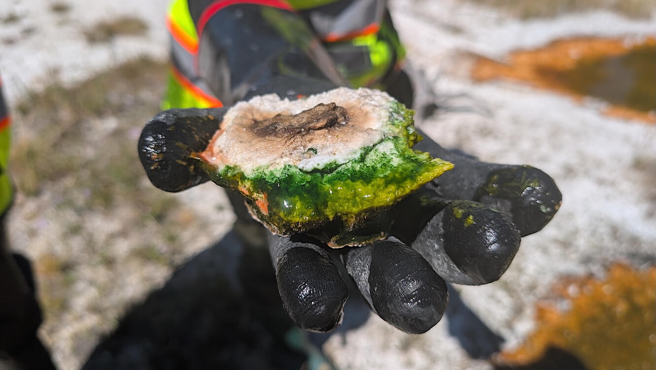 Studying Thermophiles In Yellowstone National Park