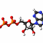Thermal Decomposition and Prebiotic Formation of Adenosine Phosphates in Simulated Early-Earth Evaporative Settings