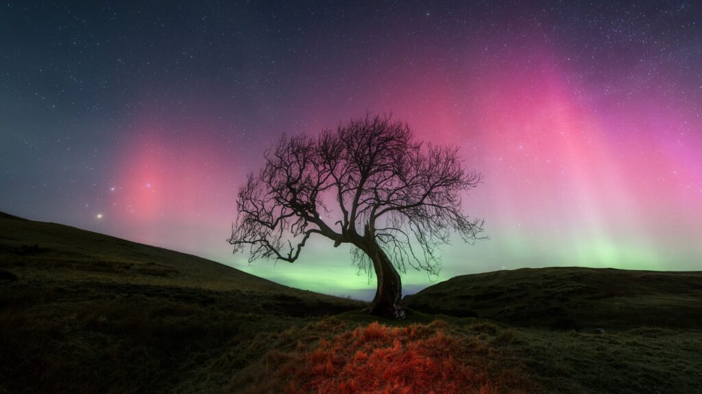 Auroras may get stronger within the next 2 years as the sun enters a turbulent decline with a 'last gasp' finale