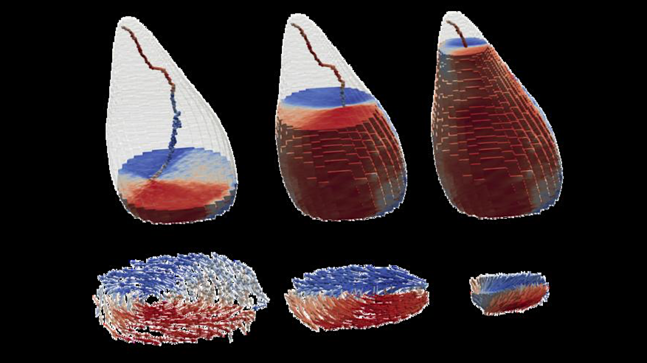 Did Marine Life In The Paleocene Navigate Using Earth’s Magnetic Field?