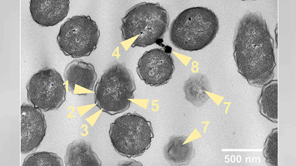 Growth, Physiology, And Metabolism Of Halomonas Meridiana In Aqueous Ammonium Sulfate With Implications For Icy Moon Astrobiology